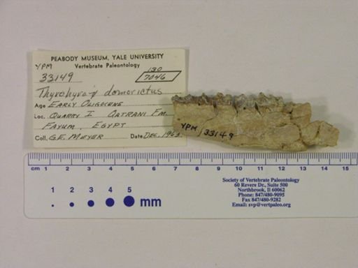 Thyrohyrax domorictus