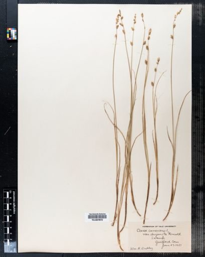 Carex canescens disjuncta