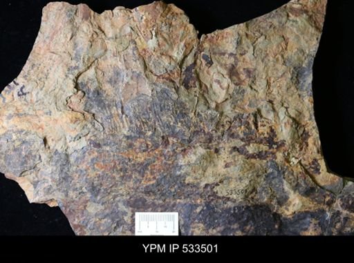 Aegirocassis?