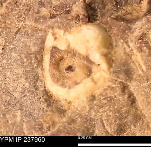 undet. Mollusca