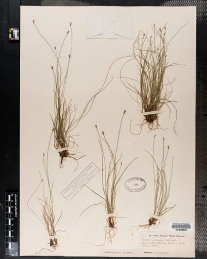 Carex leptalea