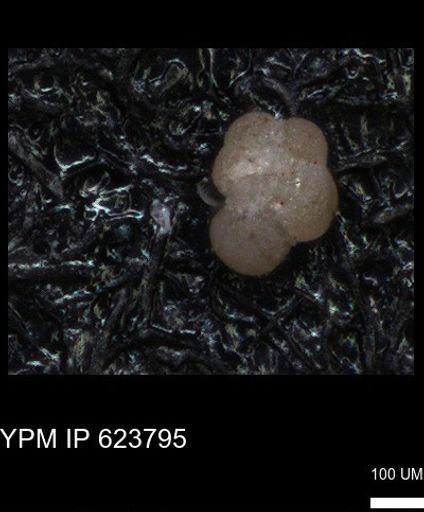 undet. Foraminiferida