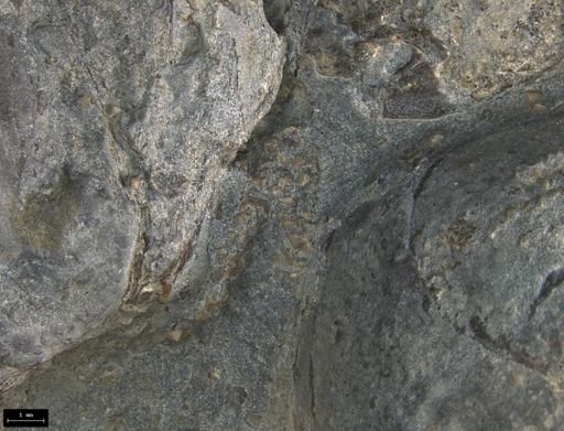 Aplocoma damesii