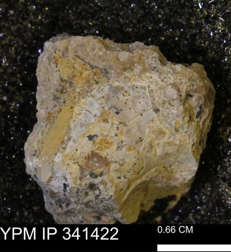 undet. Mollusca