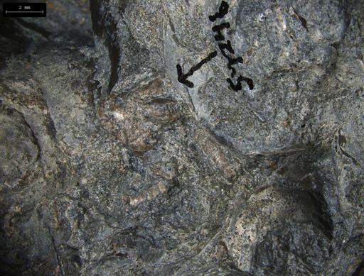 Aplocoma damesii