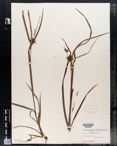 Carex intumescens