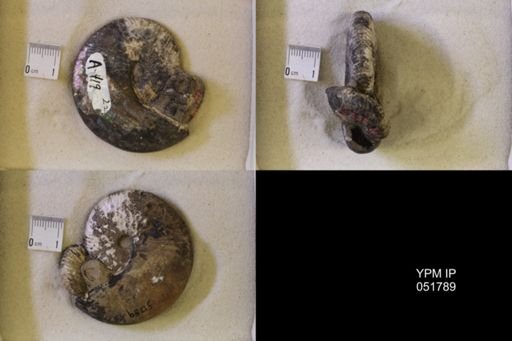 Hoploscaphites nicolletii
