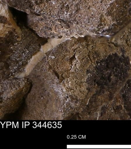 undet. Mollusca