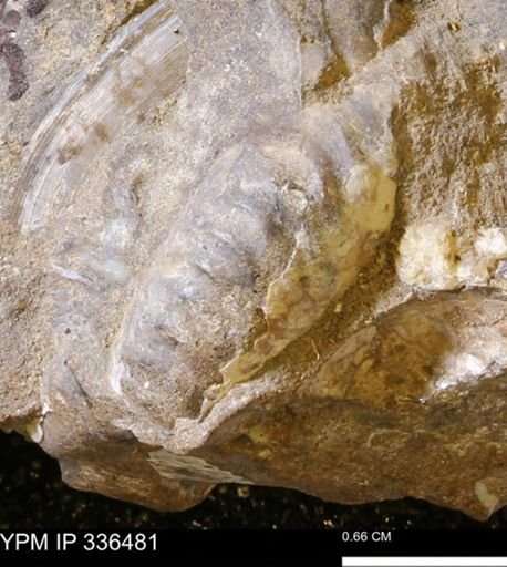 undet. Scaphitidae