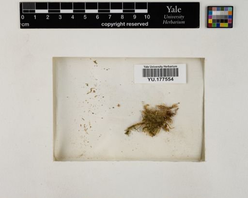 Plantae