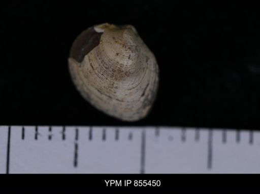 Limopsis striatopunctatus