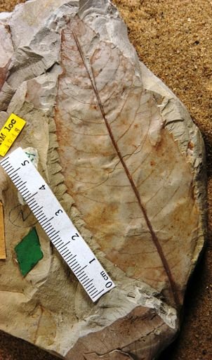 Lamanonia borealis