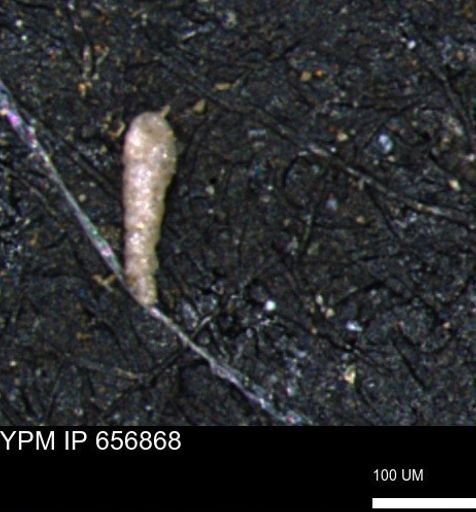 Verneuilinoides kansasensis