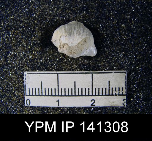 Chonetella nasuta