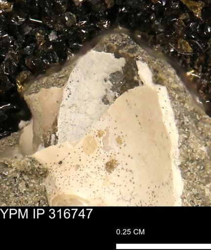undet. Mollusca