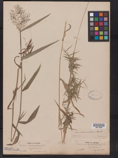 Panicum microcarpon