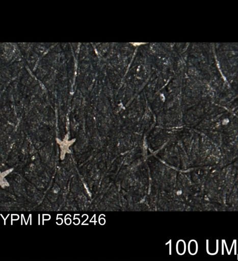 undet. Porifera
