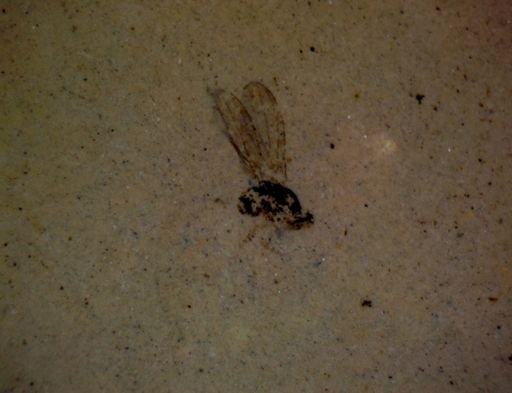 undet. Diptera