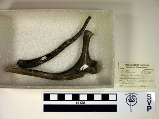 Deinonychus antirrhopus