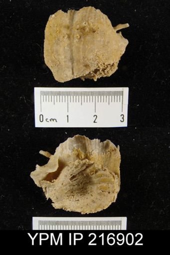 Paucispinifera sp.