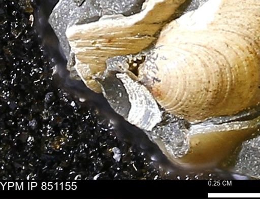 Limopsis striatopunctatus