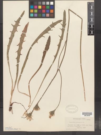 Leontodon autumnalis