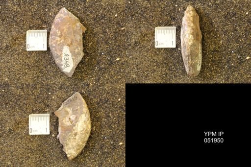 Hoploscaphites comprimus