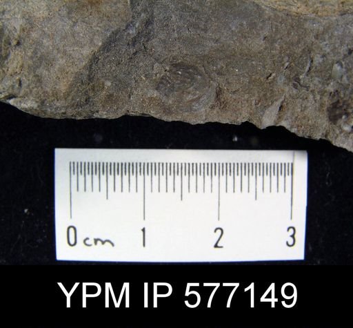 Productella sp.