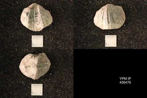 Platystrophia ponderosa