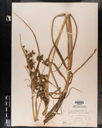 Scirpus microcarpus