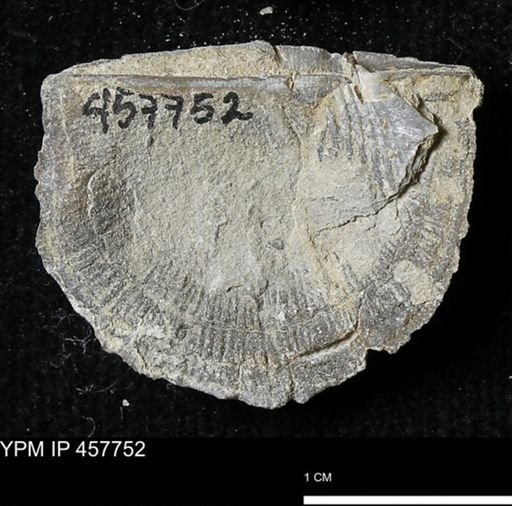 Strophodonta sp.