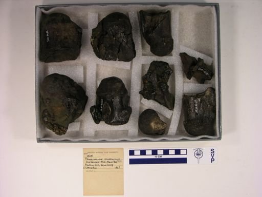 Thoracosaurus neocesariensis