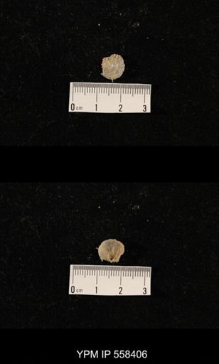 undet. Aulostegoidea