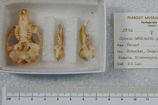 Sciurus carolinensis pennsylvanicus