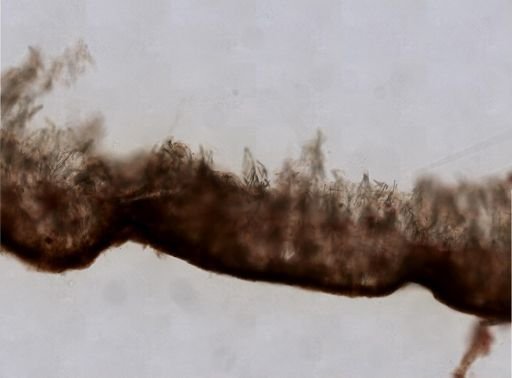 Agelas sp.