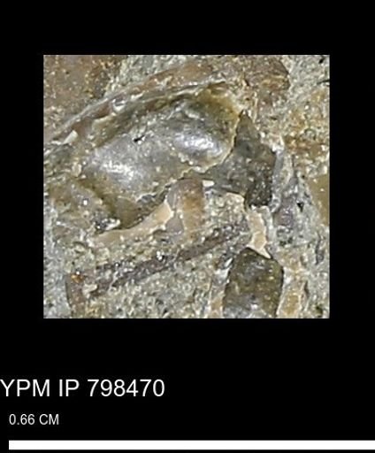 undet. Mollusca
