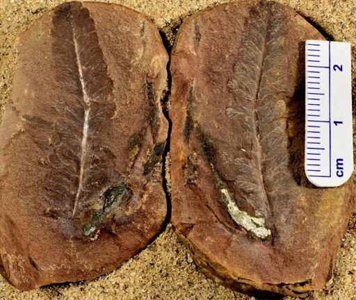 Pecopteris sp.