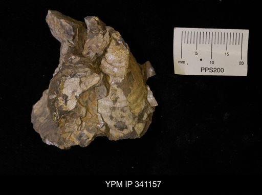 Scaphites sp.