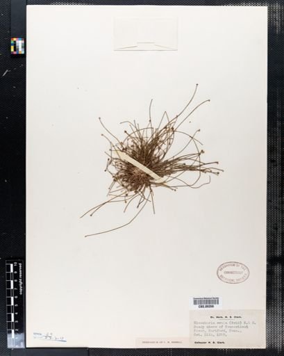 Eleocharis ovata