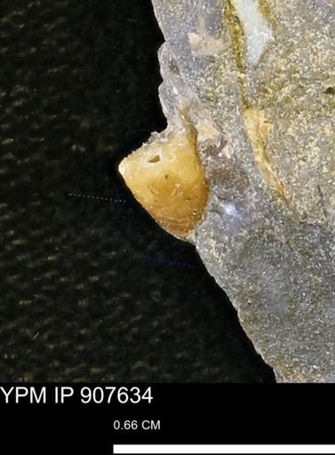 undet. Ammonoidea