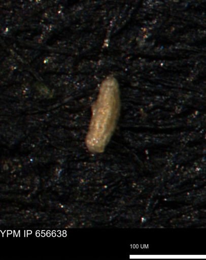Spirolocammina planula