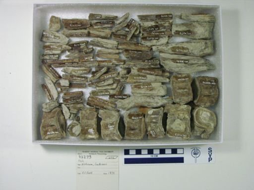 undet. Actinopterygii