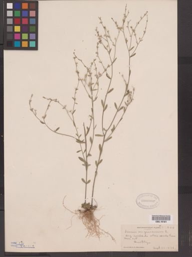 Linum virginianum