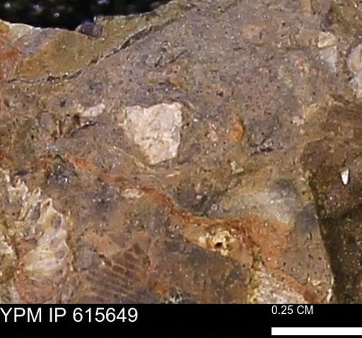 undet. Mollusca