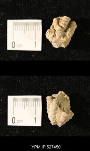 Iocrinus subcrassus