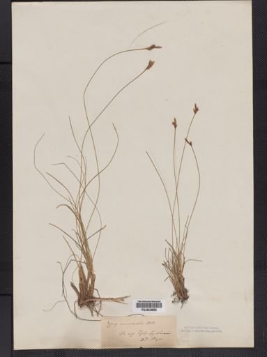 Carex