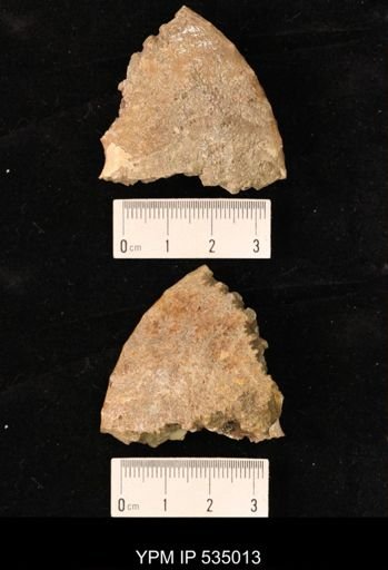 Placenticeras sp.