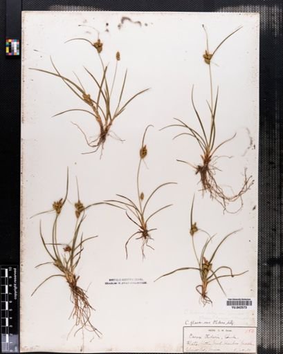Carex viridula