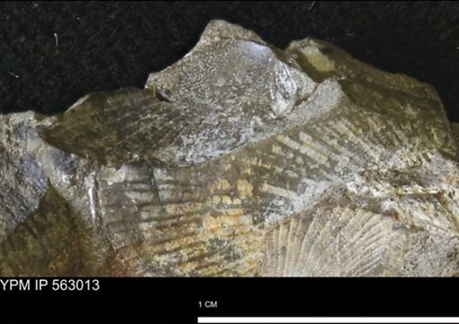 Oxytoma (Hypoxytoma) sp.