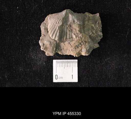Platystrophia reversata
